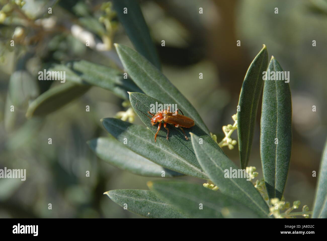 summer, summerly, branch, olive, olivetree, food, aliment, leaf