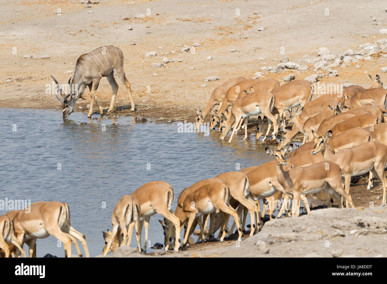 animal, africa, namibia, herd, waterhole, animal, africa, namibia, herd, Stock Photo