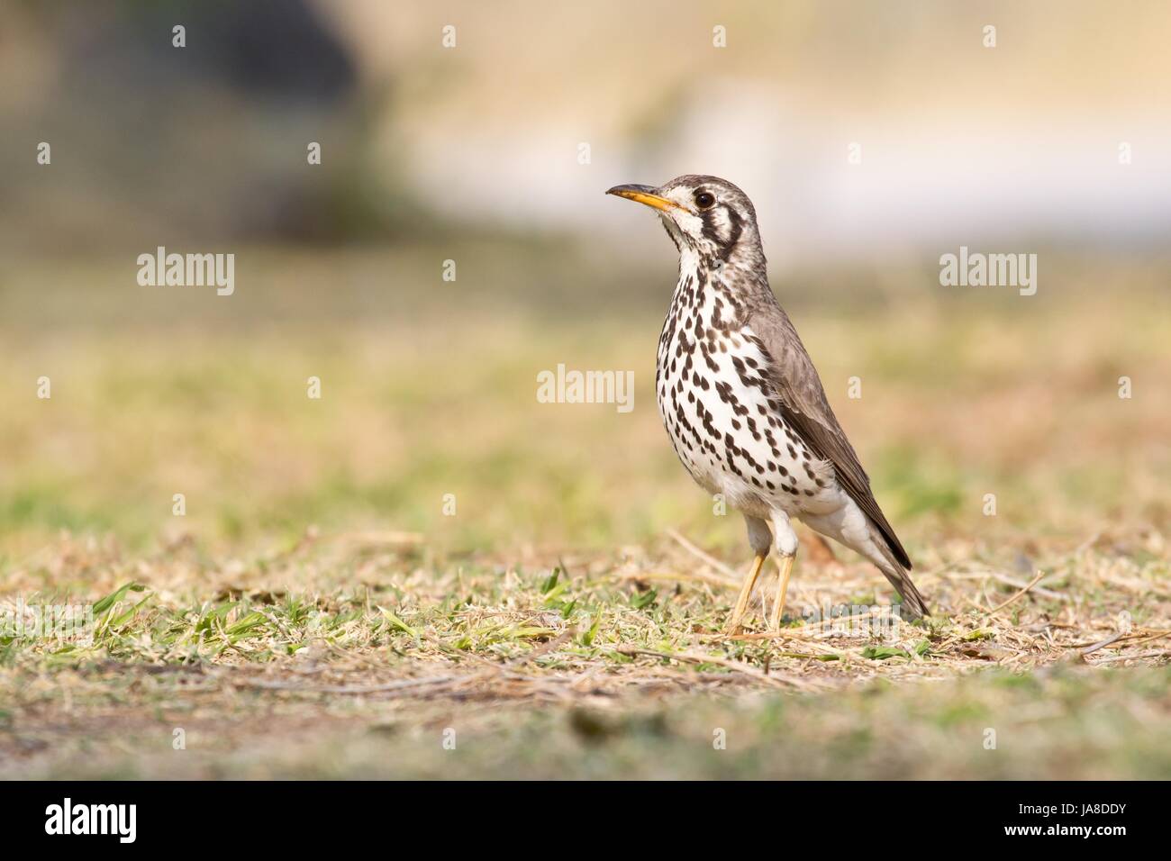 bird, africa, namibia, birds, thrush, bird, namibia, birds, thrush, Stock Photo