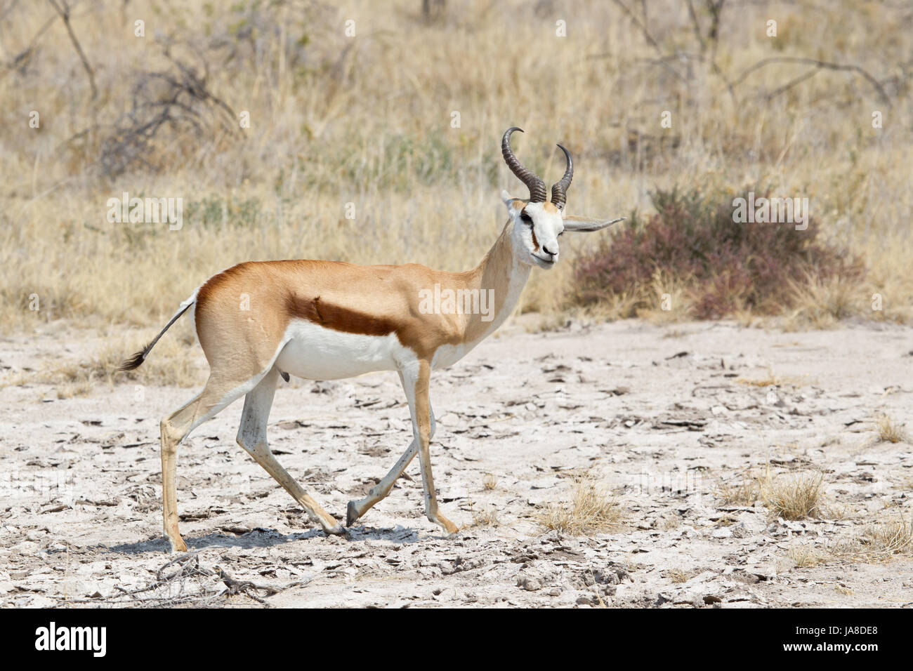 animal, namibia, animal, namibia, springbock, springbock, 1 tier afrika Stock Photo