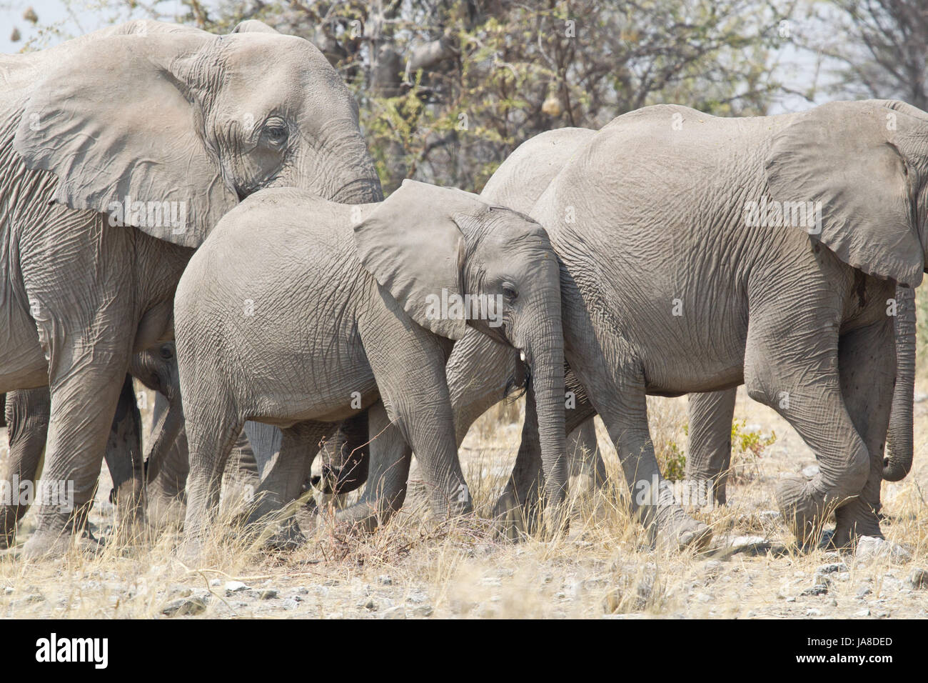 animal, africa, elephant, namibia, herd, young animal, animal, elephant, Stock Photo