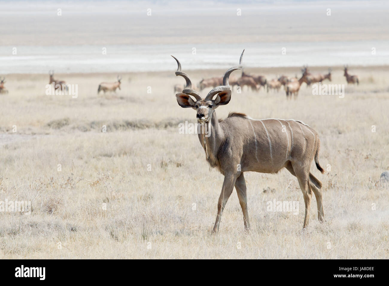 kudu Stock Photo