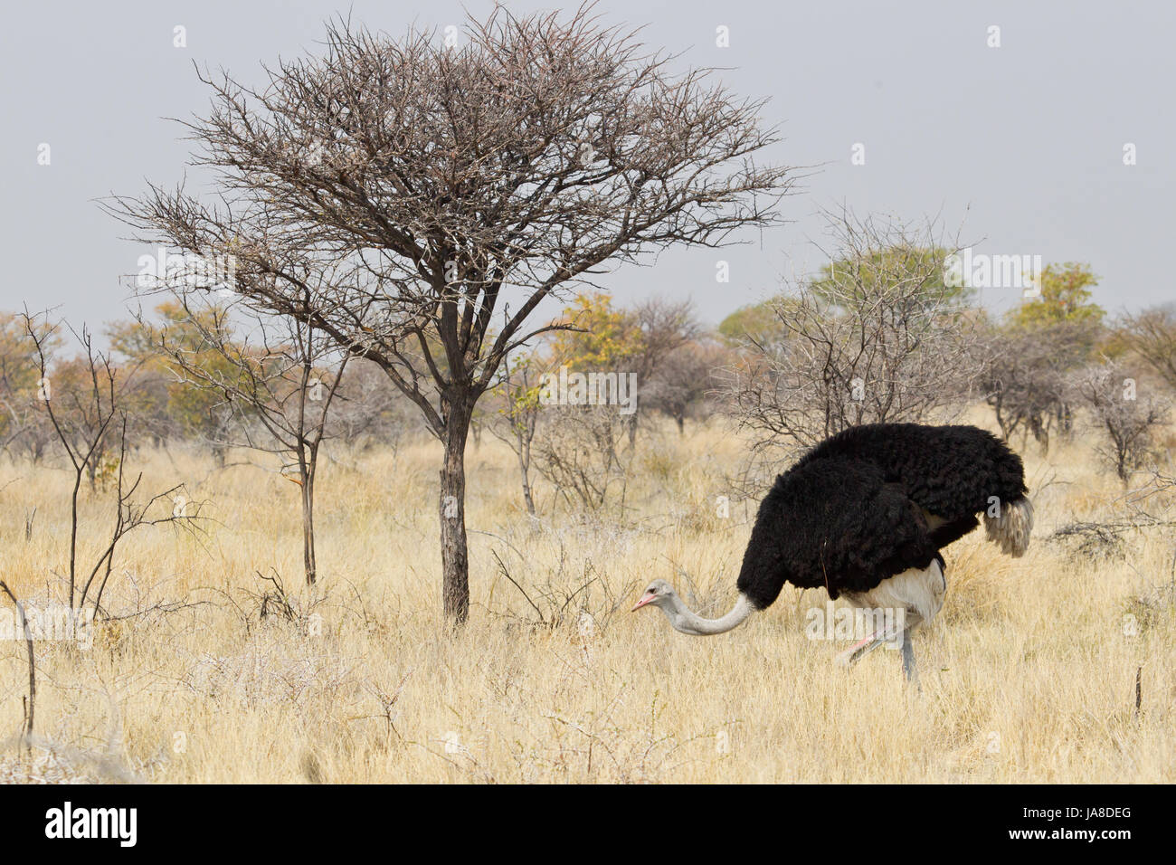 bird, africa, namibia, birds, ostrich, nosegay, bird, namibia, birds, brood, Stock Photo