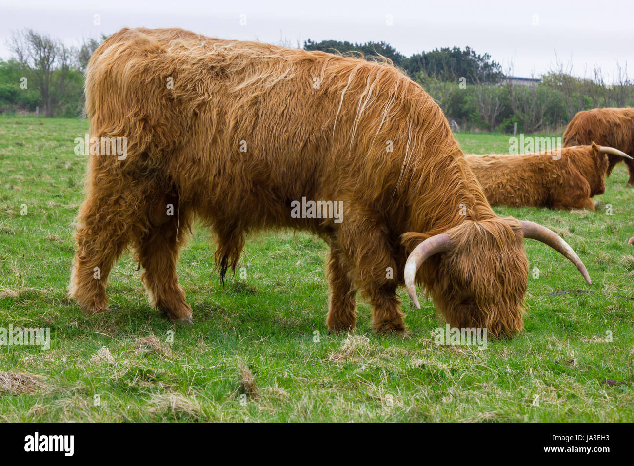 highland cattle eat at Stock Photo Alamy
