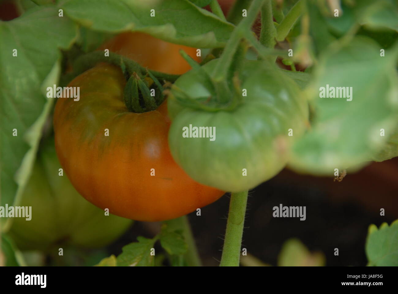 tomatoes, tomatos, vegetable, tomatoes, tomatos, tomate solanum