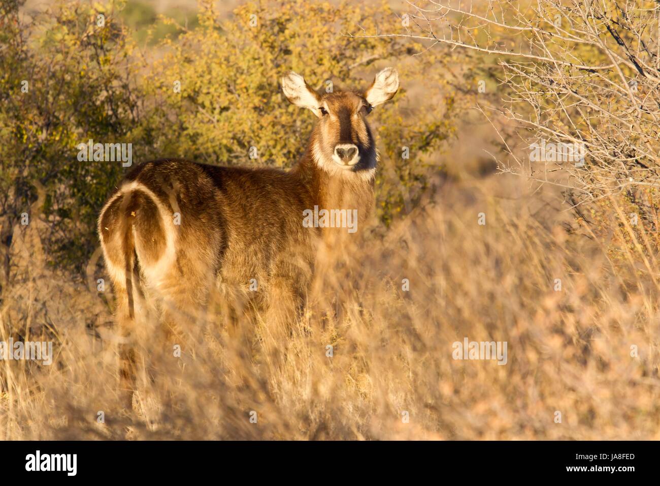 animal, africa, namibia, animal, africa, namibia, wasserbock, wasserbock, Stock Photo
