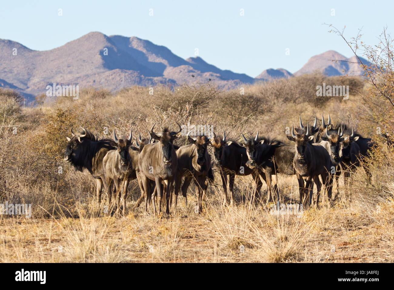 animal, africa, namibia, animal, namibia, gnu, streifengnu, gnu, streifengnu, Stock Photo