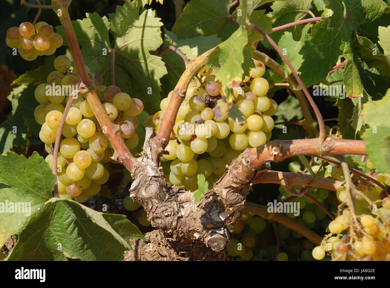 spain vines Stock Photo Alamy