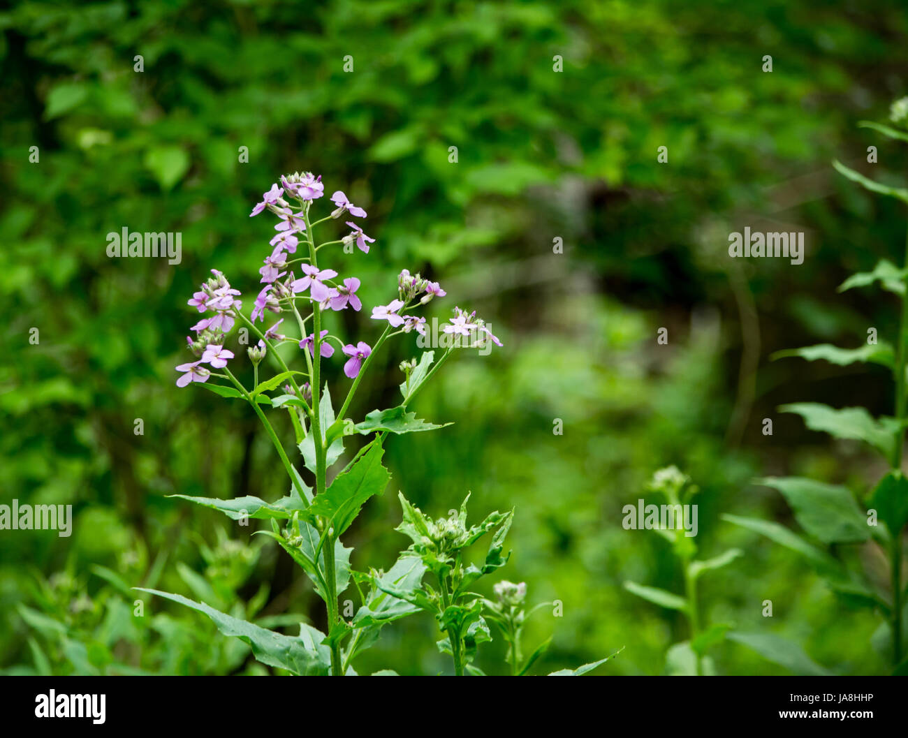 Small purple wildflowers with lush green background stock photo alamy