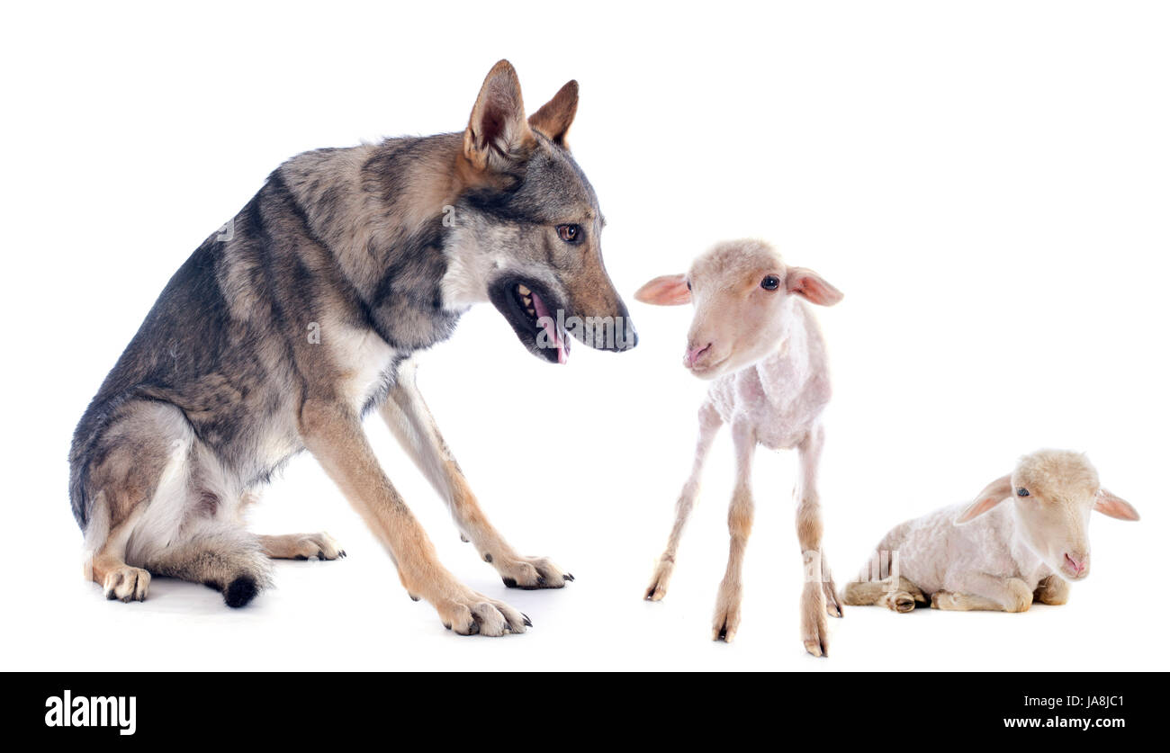 The wolf and the lamb hires stock photography and images Alamy