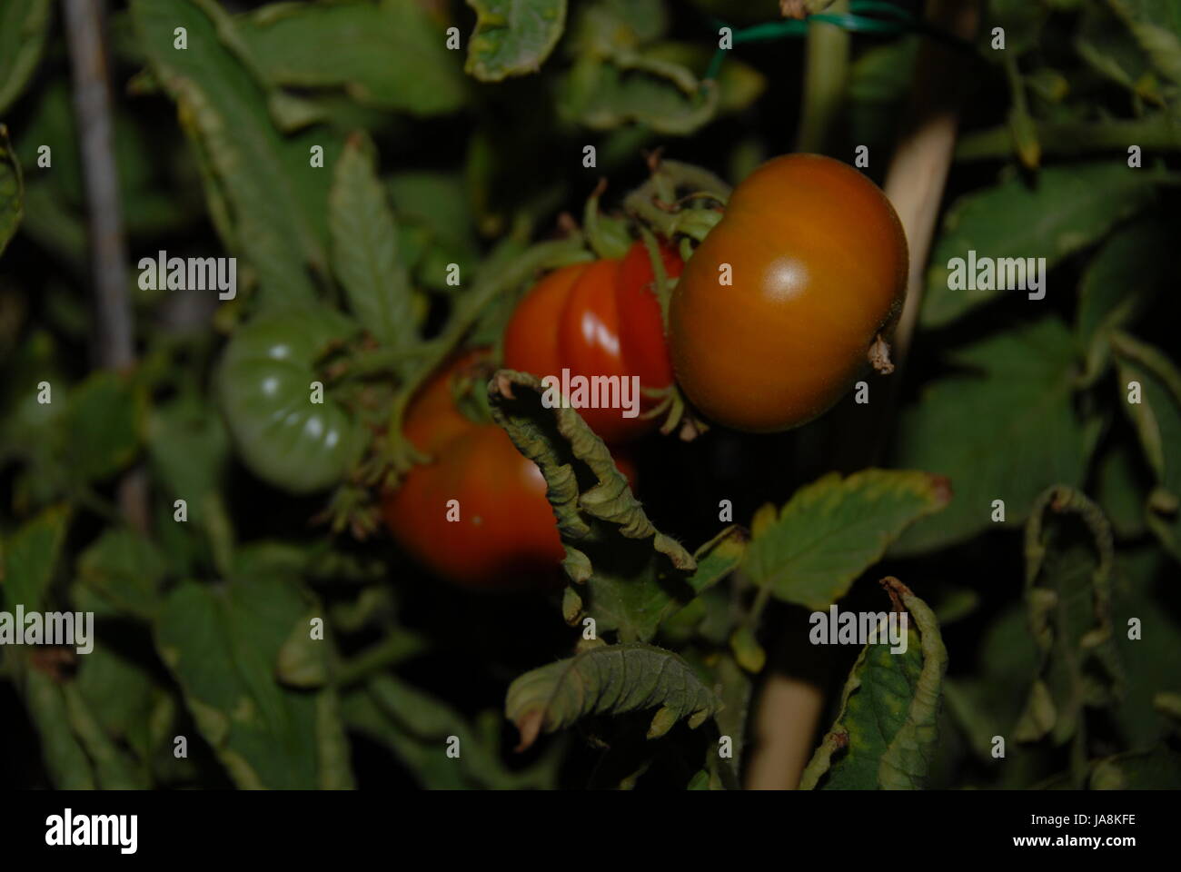 tomatoes, tomatos, vegetable, tomatoes, tomatos, tomate solanum lycopersicum, Stock Photo