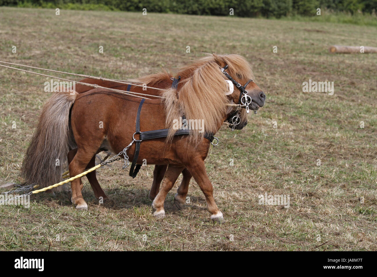 horse, harness, effort, draught horse, horse, brown, brownish, brunette, Stock Photo