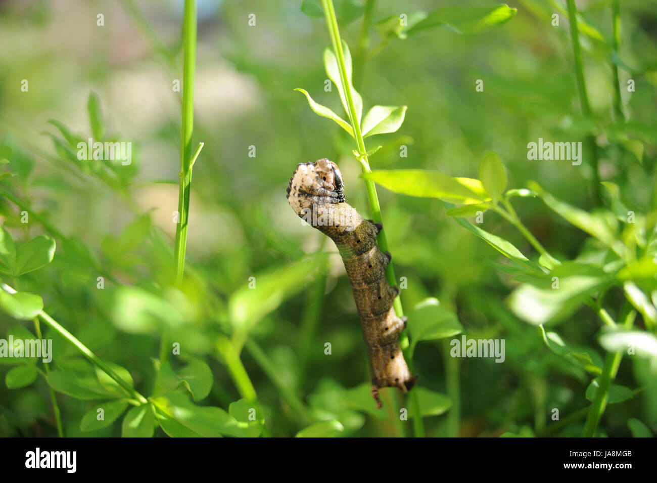 butterfly, spain, blossoms, caterpillar, antenna, bleed, butterfly