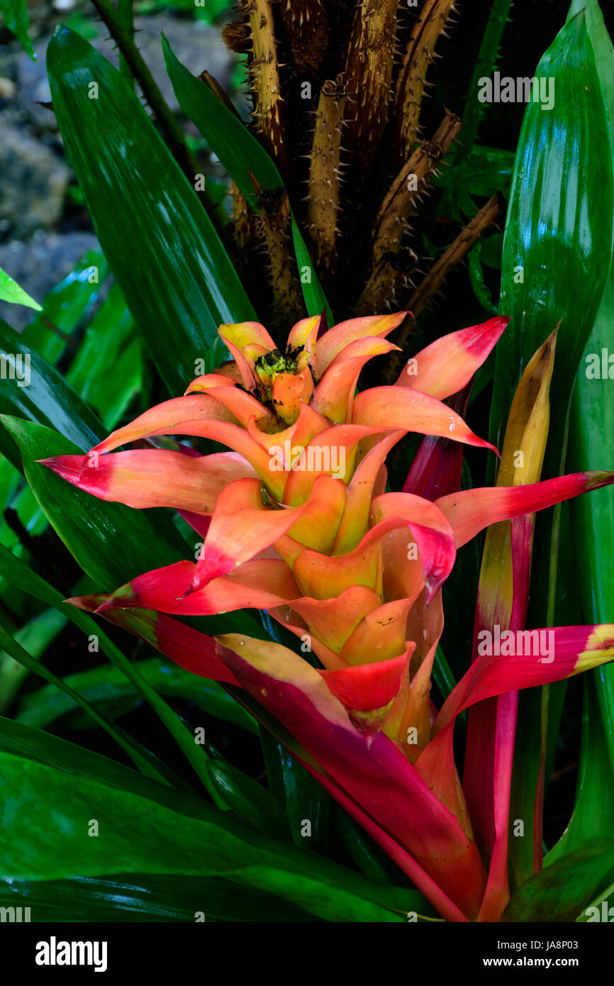 Detail of bromeliad with its leaves, flower, colors and texture features Stock Photo