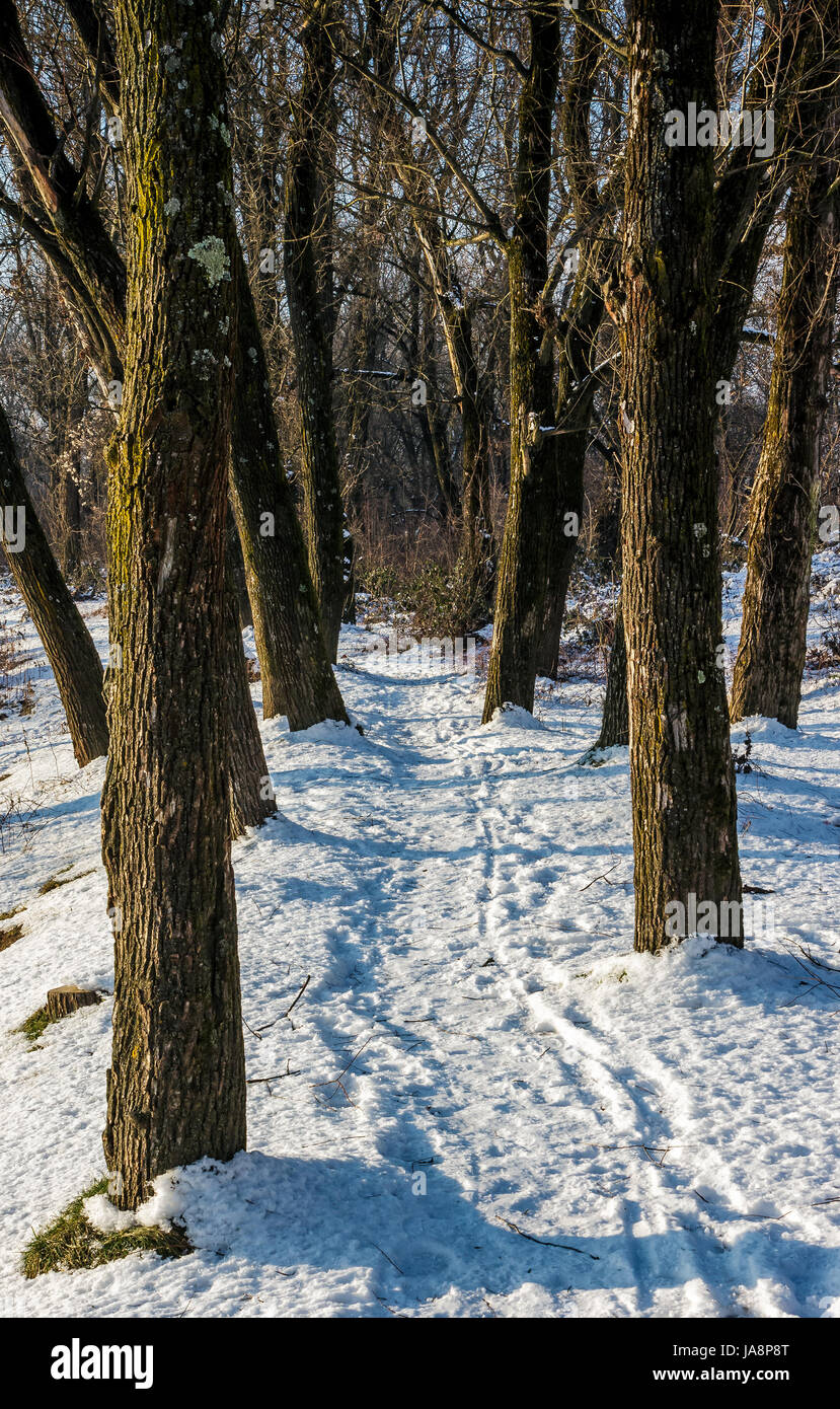 Empty forest footpath hi-res stock photography and images - Alamy