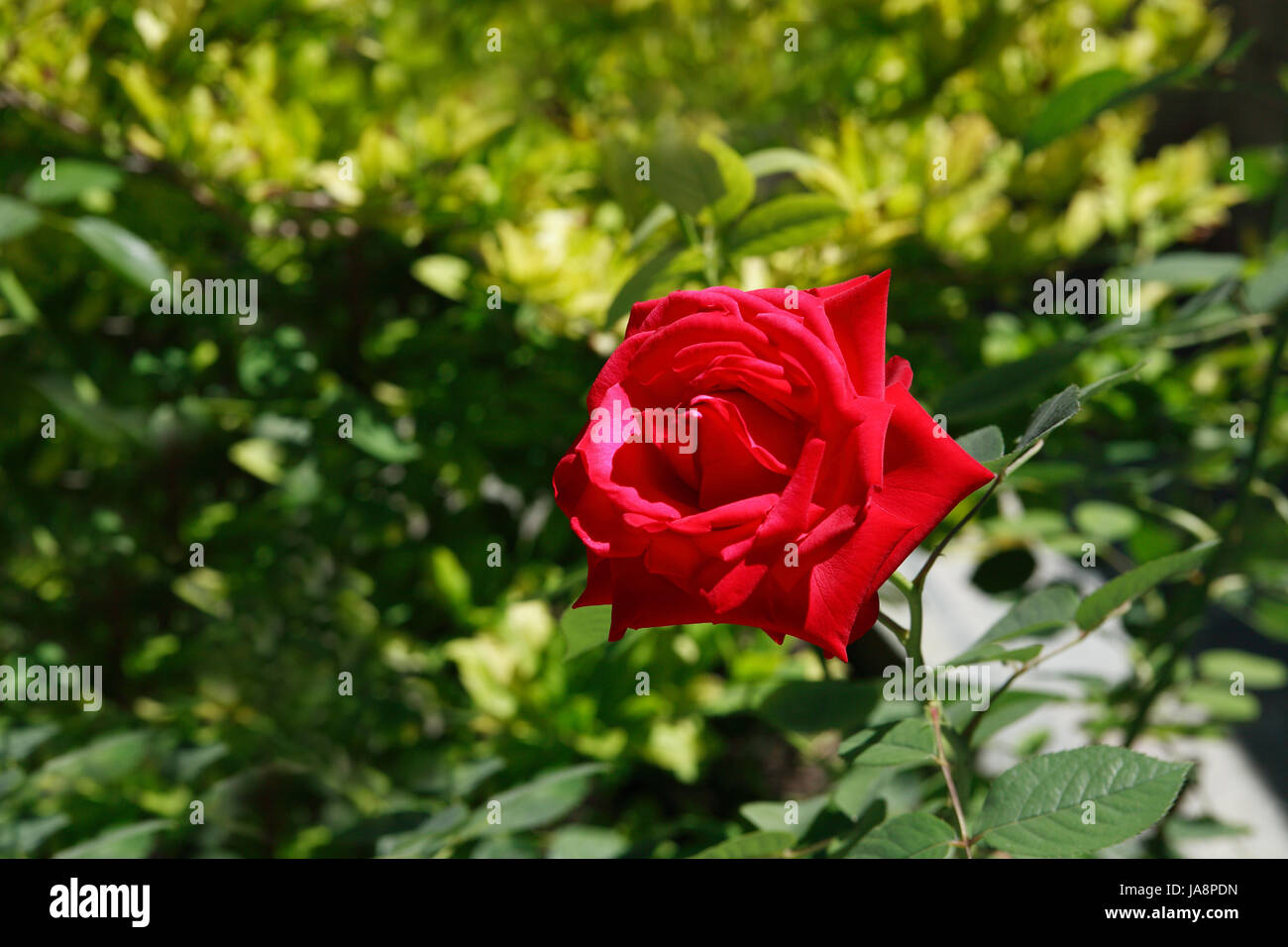 Beautiful red rose in garden on green leaves background Stock Photo - Alamy