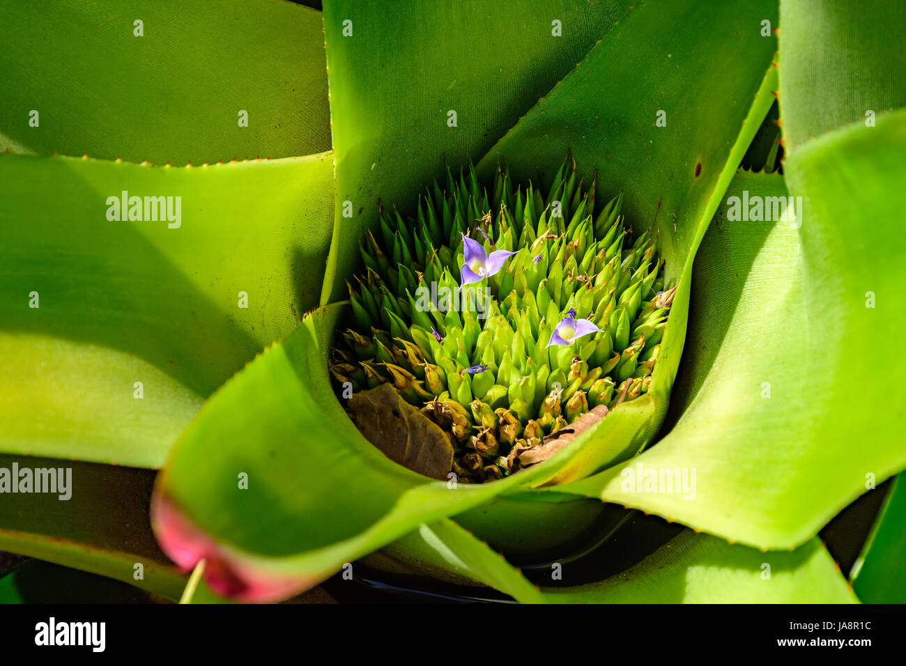 Detail of bromeliad with its leaves, circular shape, colors and texture features Stock Photo