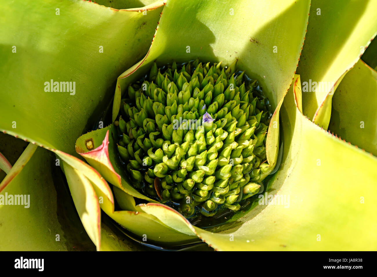 Detail of bromeliad with its leaves, circular shape, colors and texture features Stock Photo