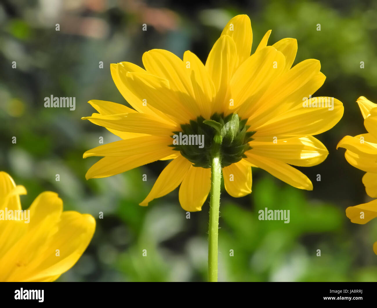 flower, plant, bloom, blossom, flourish, flourishing, decorative plant