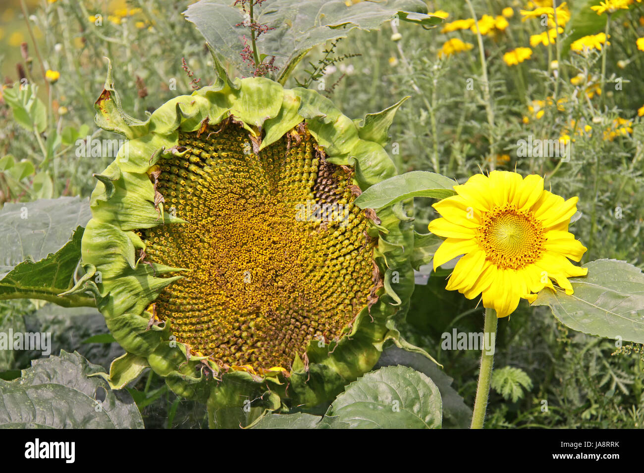 flower, sunflower, plant, offspring, transitoriness, descendants