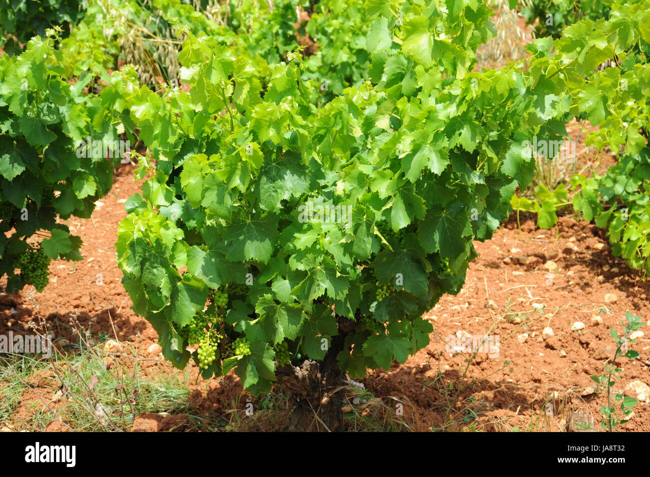 spain vines Stock Photo Alamy