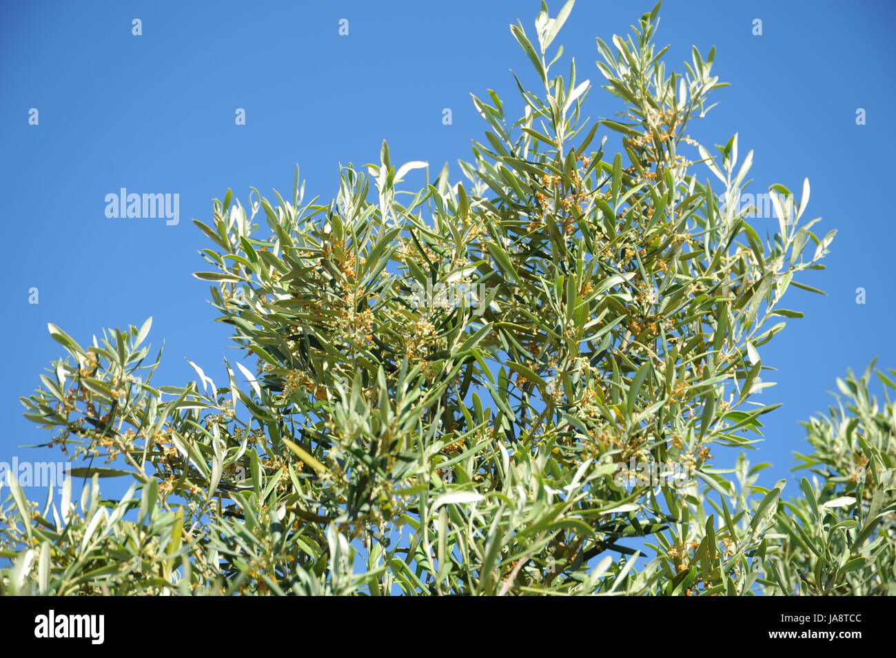 summer, summerly, branch, olive, olivetree, food, aliment, leaf