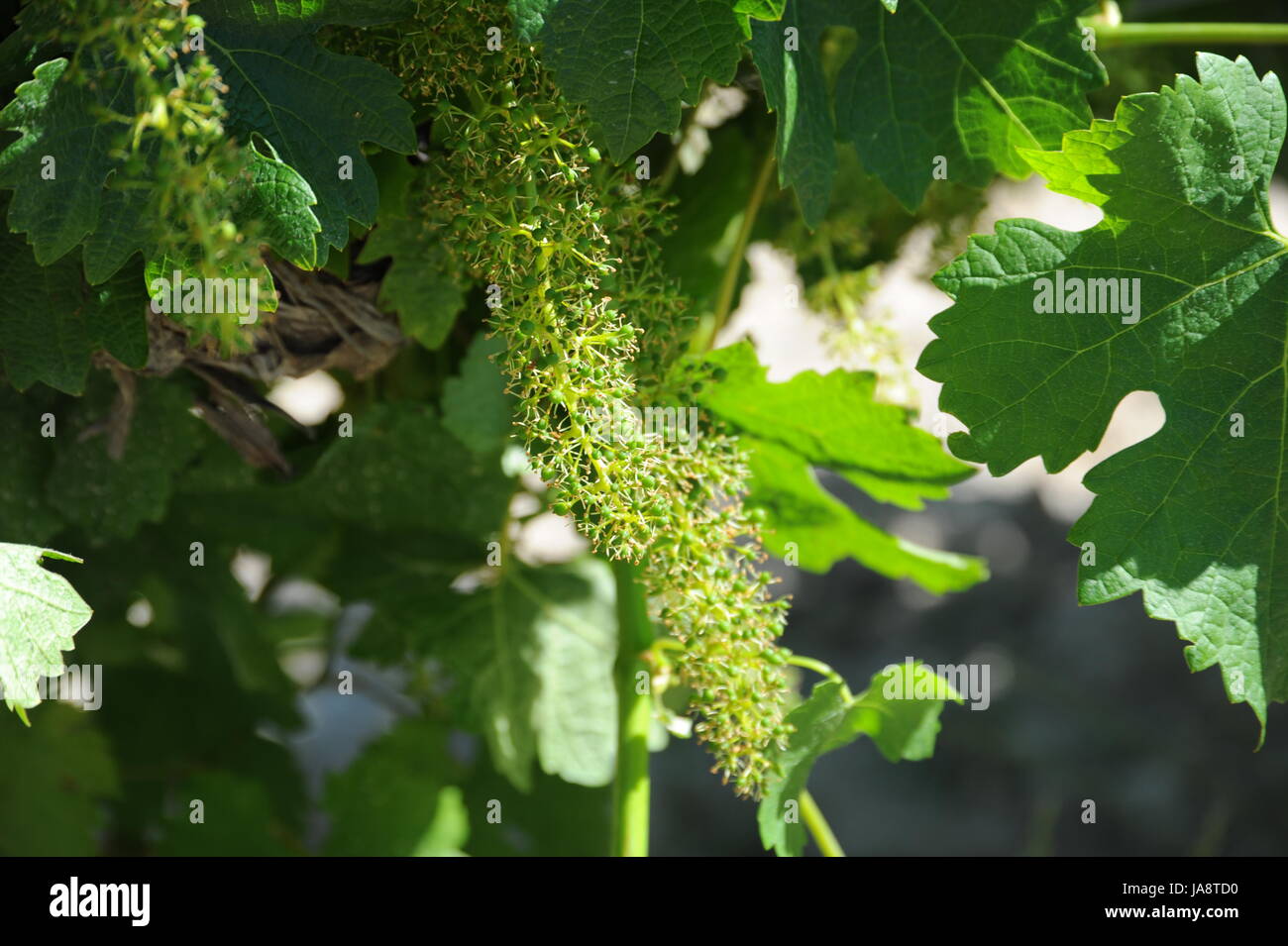 vines, valley, firmament, sky, vine, grape vine, grape-vine, clouds ...