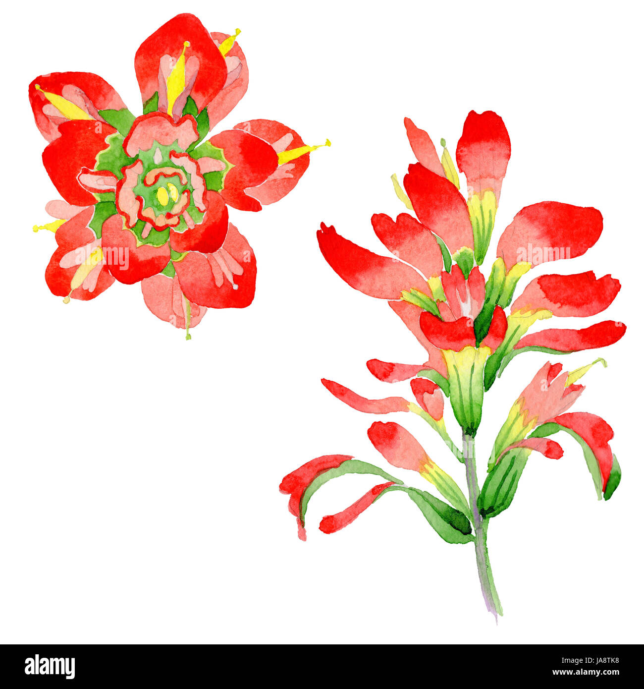 Wildflower Indian Paintbrush flower in a watercolor style isolated
