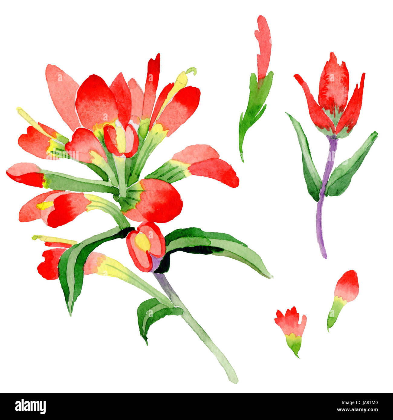 Wildflower Indian Paintbrush flower in a watercolor style isolated