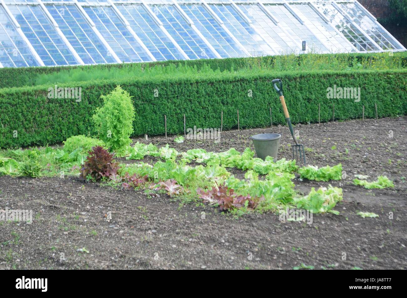Preparation of large vegetable garden with Lettuce growing Stock Photo