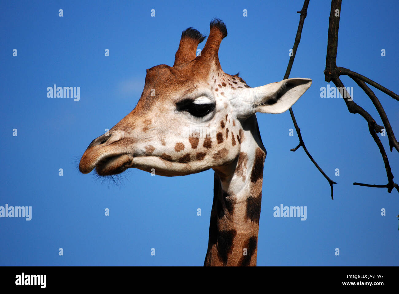 mammal, zoo, long, giraffe, ruminant, horns, gentle, wild animal, neck, high, Stock Photo
