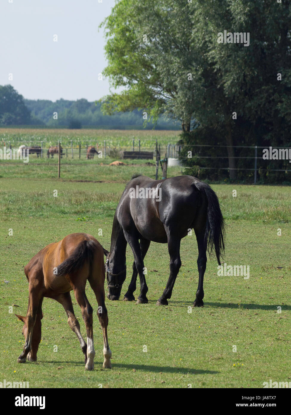 Best Riding Animals ride, horse, animal, horseriding, nature, willow, ride, horse, animal ...