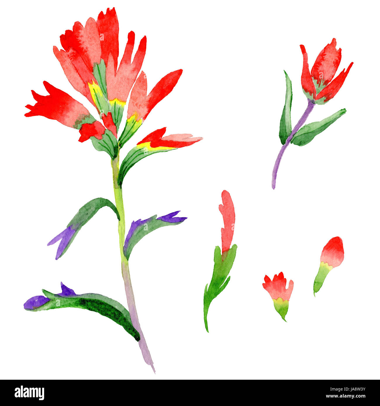 Wildflower Indian Paintbrush flower in a watercolor style isolated