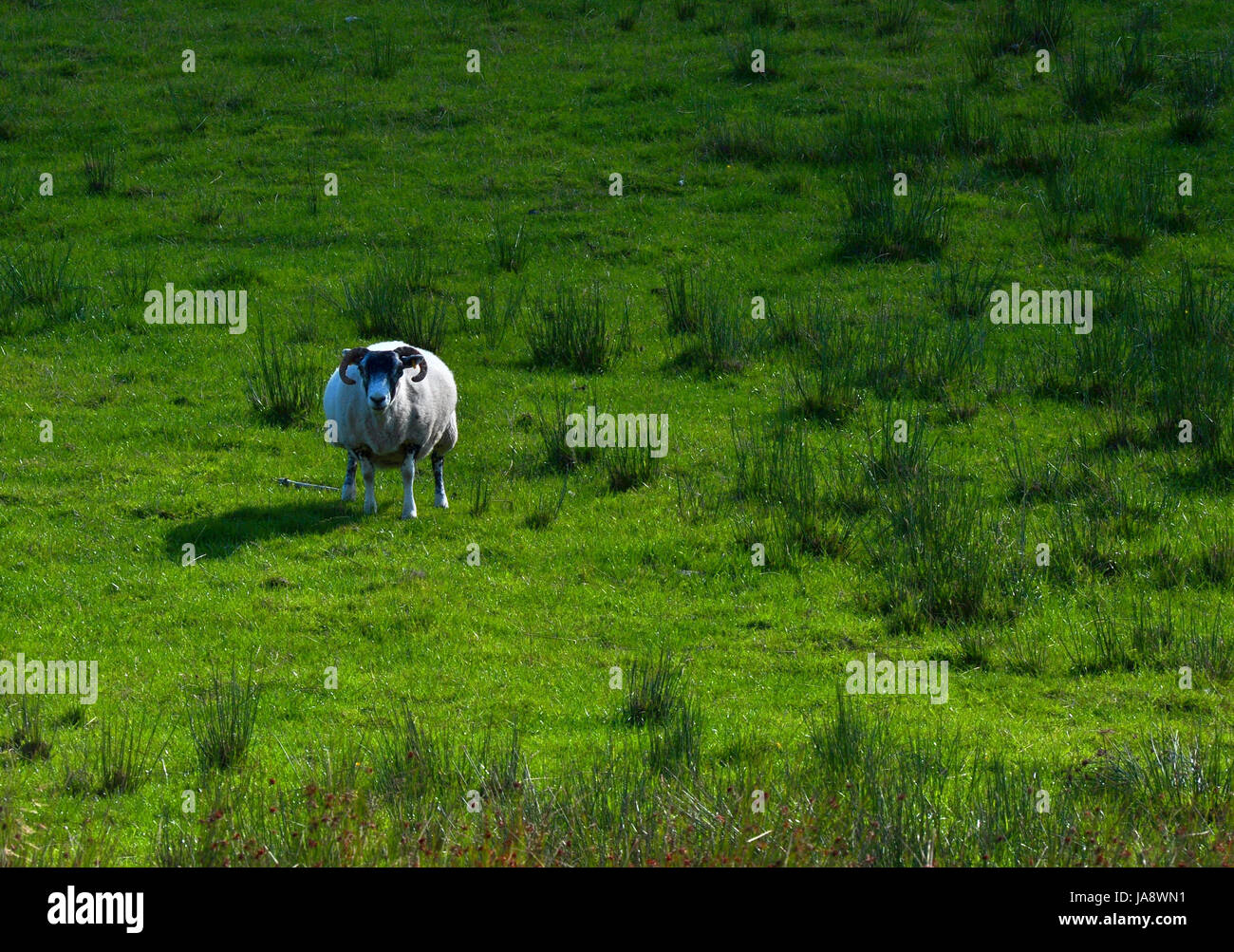 sheep, scotland, nature, sheep, scotland, nature, highlands, glen clova, Stock Photo