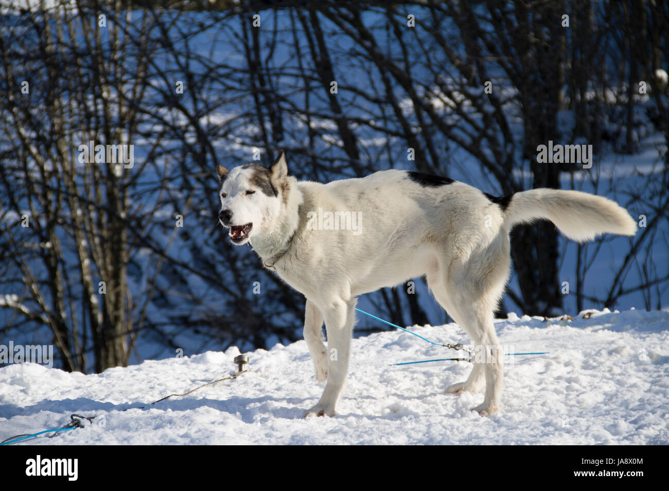 dog, dogs, snow, team work, winter, pet, cold, tongue, skin, dog, ice