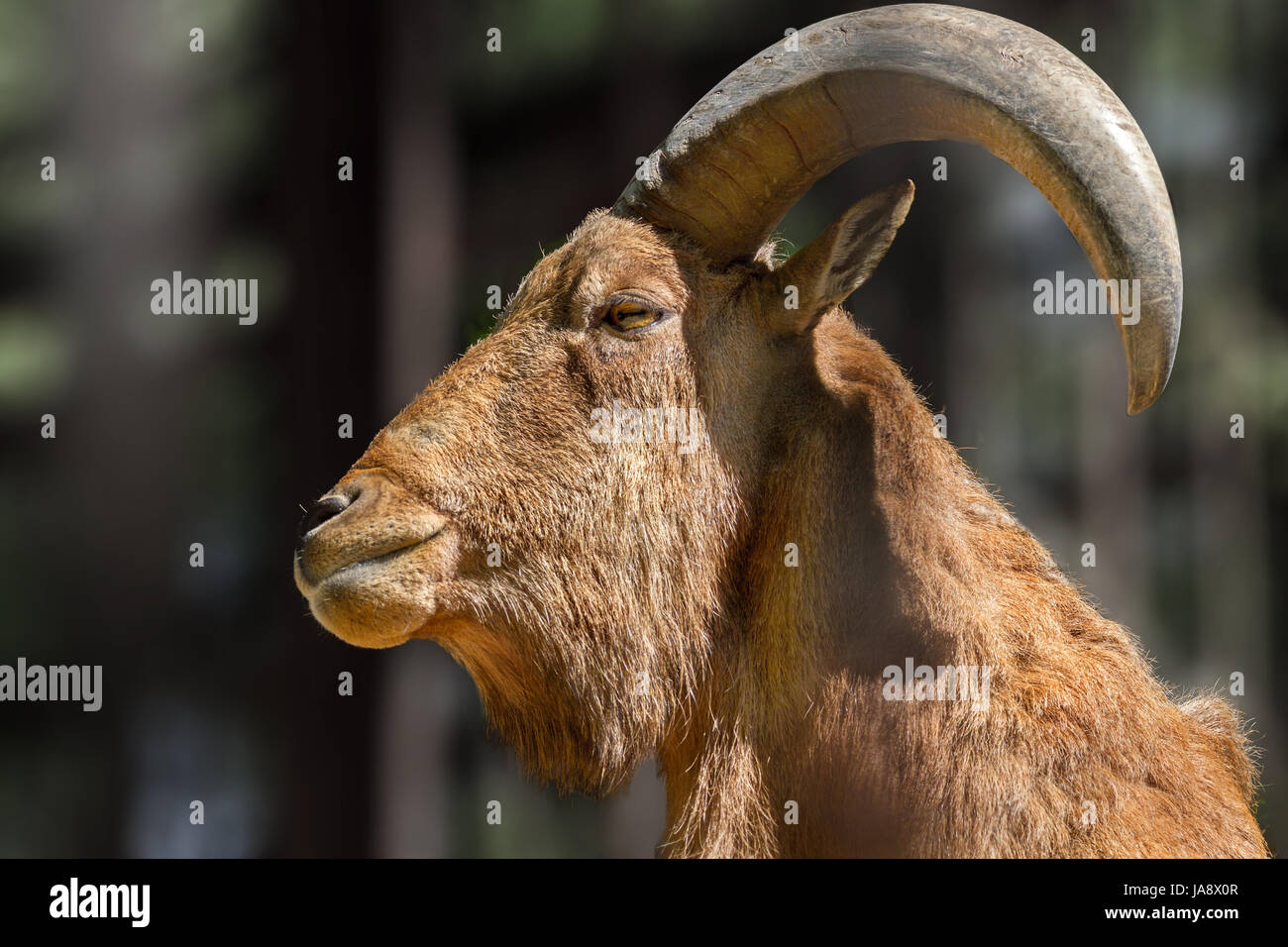 Large horns hires stock photography and images Alamy
