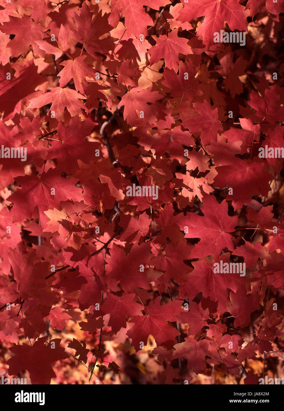 These maple leaves with the red color of autumn.. This image is meant to be used a textured or abstract background for a product or another image. Stock Photo