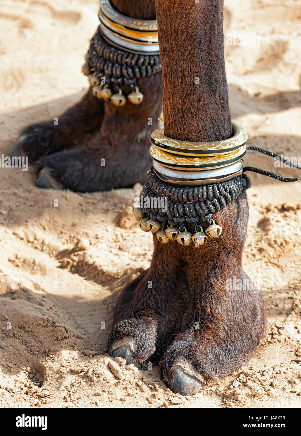 Split Hoof High Resolution Stock Photography and Images - Alamy