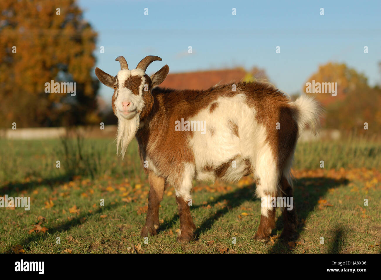 mammal, agriculture, farming, goat, fur, england, beard, farm, farm animal, Stock Photo