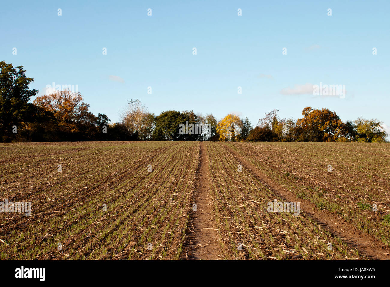 agricultural, tree, trees, ground, soil, earth, humus, agriculture ...