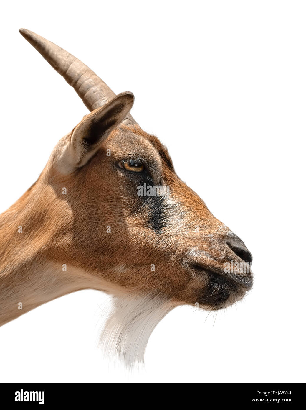 animal, mammal, fauna, portrait, goat, animal world, farm animal, neck, Stock Photo