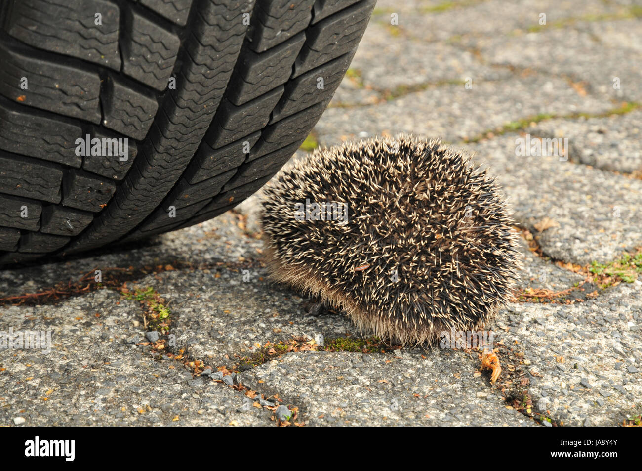 traffic, transportation, road traffic, hedgehog, snow tyre, car tire, to run Stock Photo