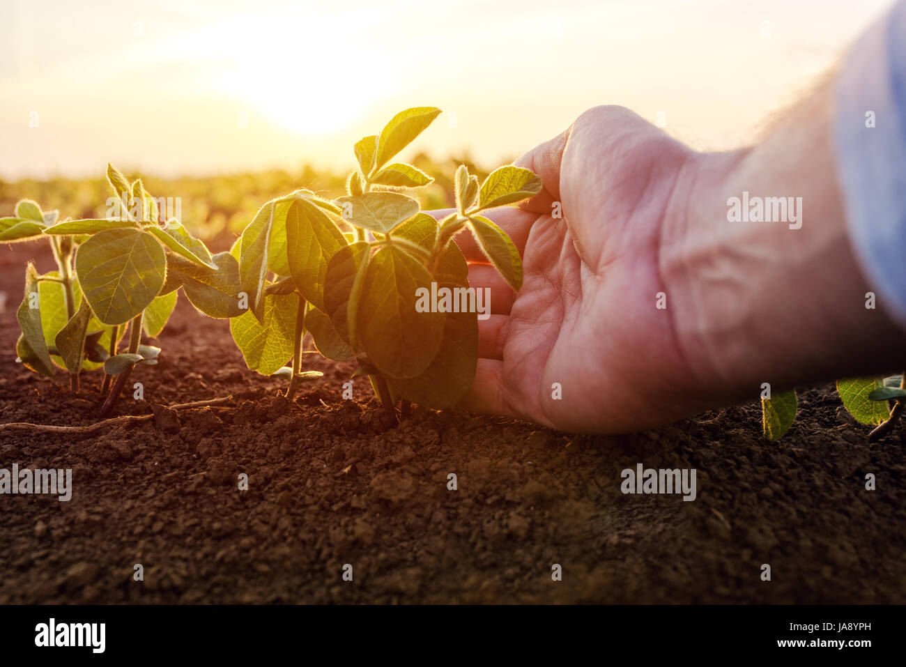 Agronomist checking small soybean plants in cultivated agricultural ...