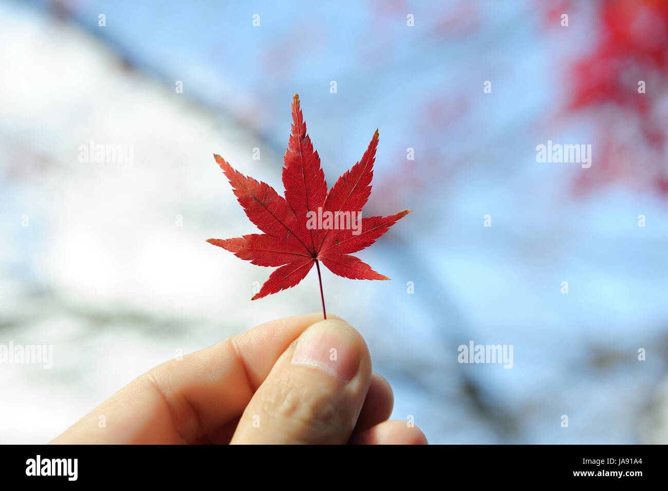 Hand holding red maple leaf in autumn with blurred blue sky background ...