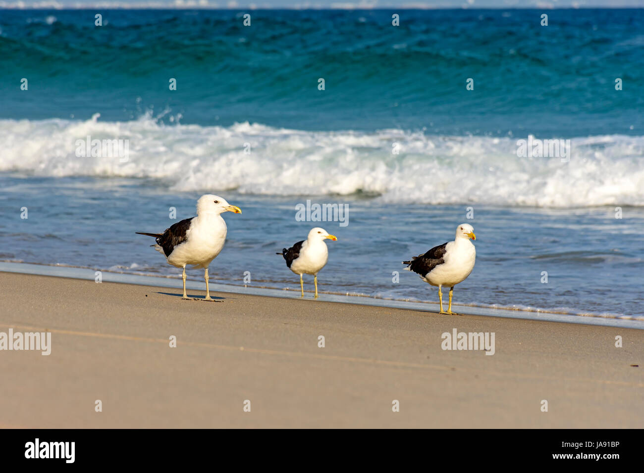 Seagull walks between the sea and the sand on the beach Stock Photo