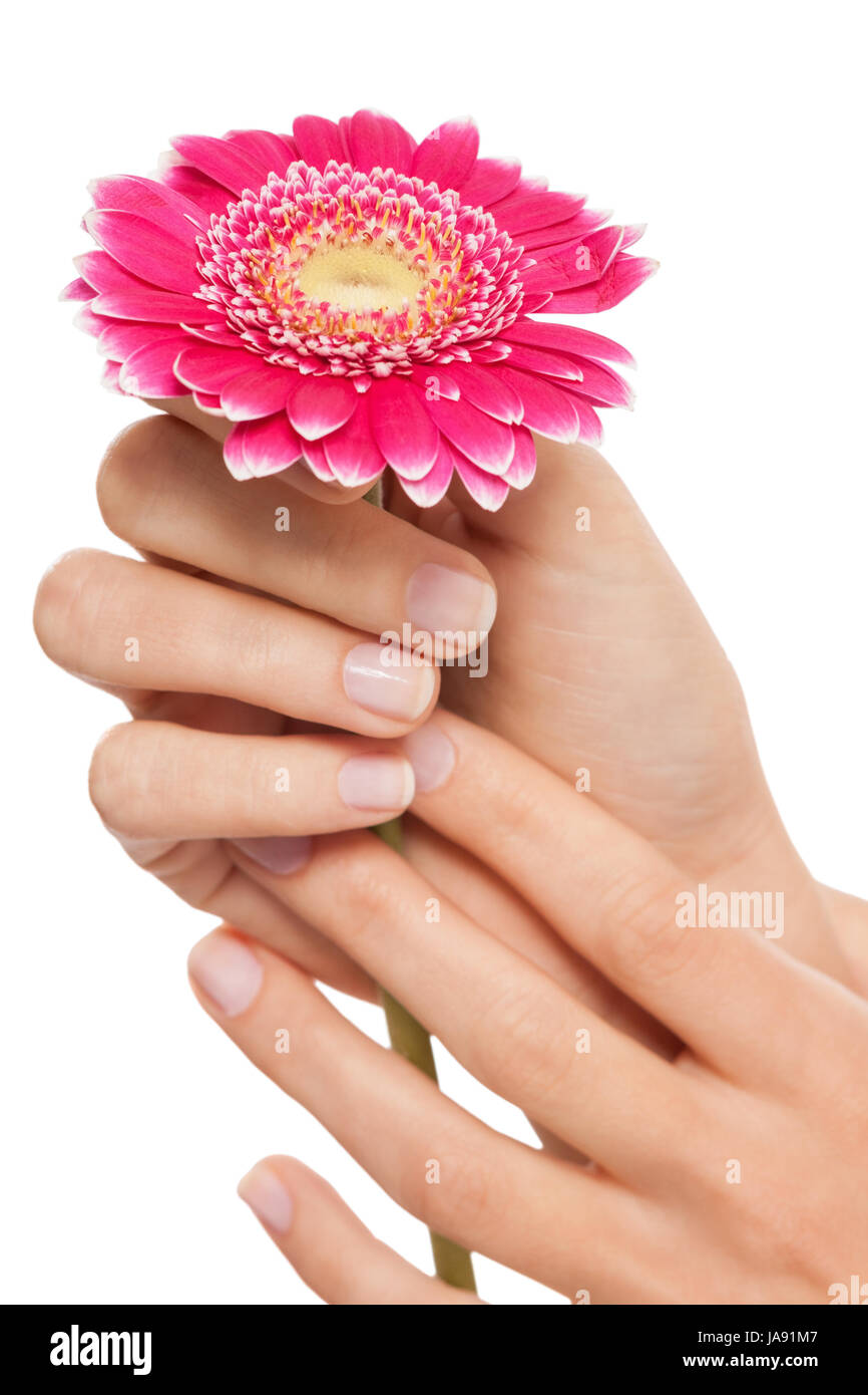 beautiful female feminine hands isolated after a manicure Stock Photo