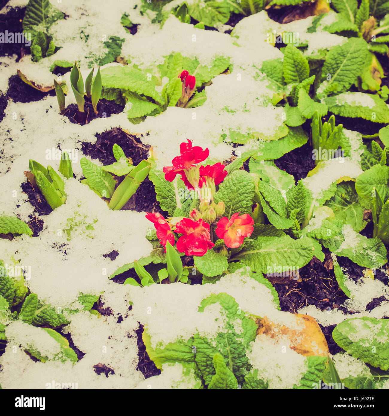 flower, plant, cold, flowers, early, flake, hairline crack, nature, ice