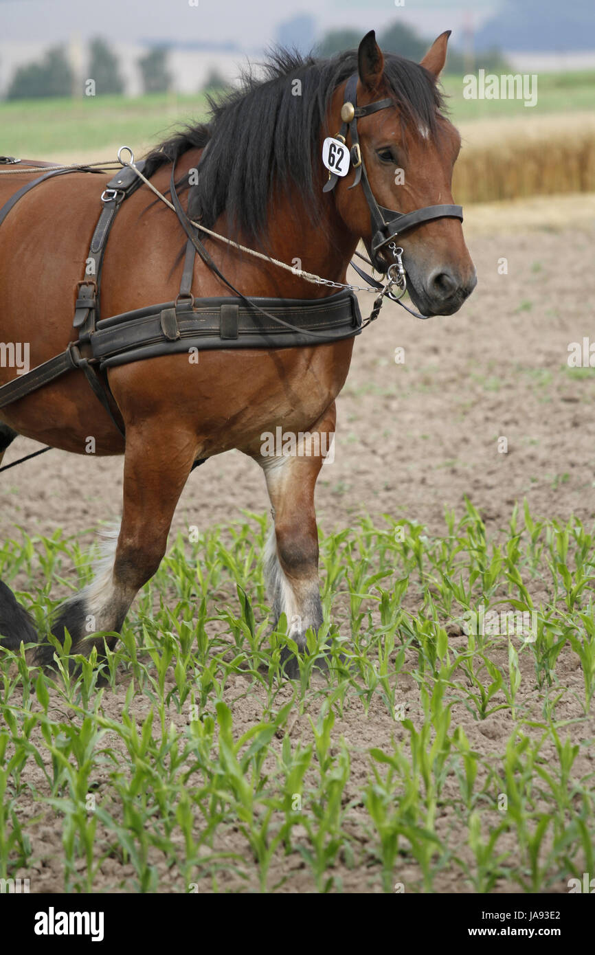 horse, agriculture, farming, plough, cold blooded animal, draught horse, Stock Photo