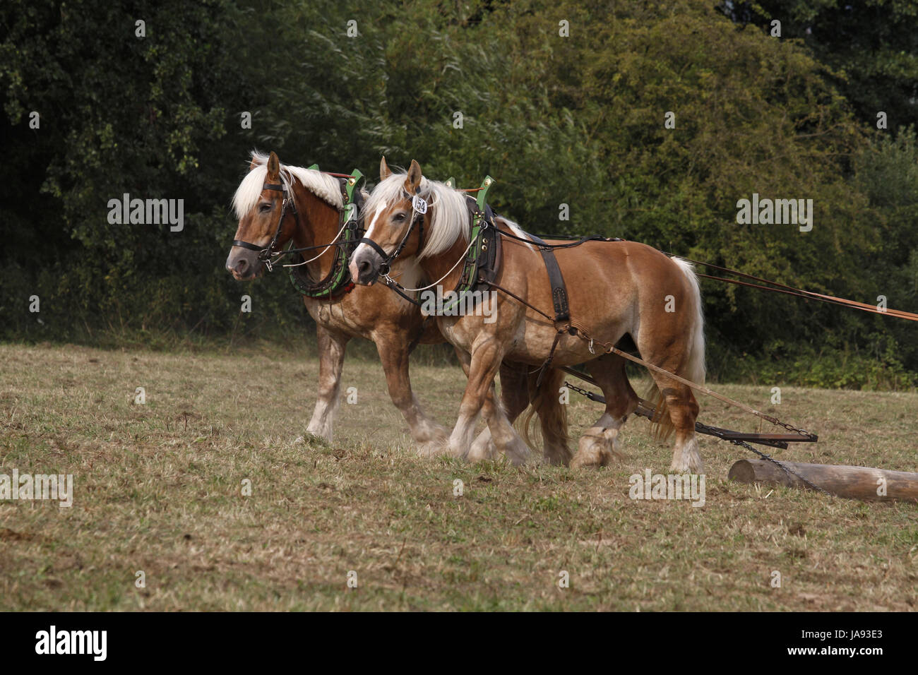 rheinisch-german draft horses at wooden back Stock Photo