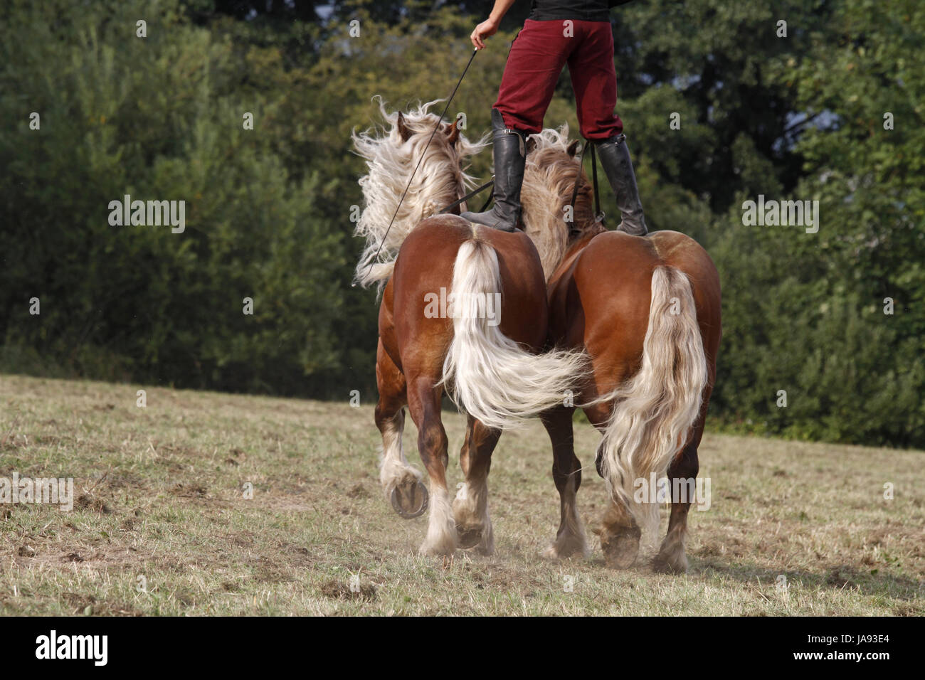 motion, postponement, moving, movement, art, horse, strong, farm animal, Stock Photo